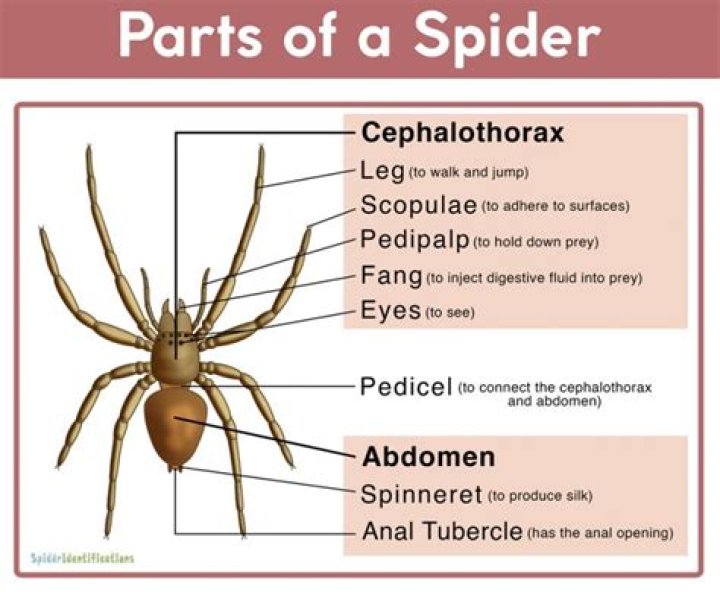 How many body parts does a spider have