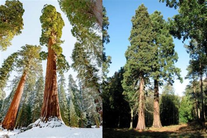 How many giant sequoia trees are there