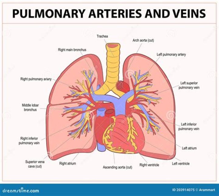 How many pulmonary veins are there in humans