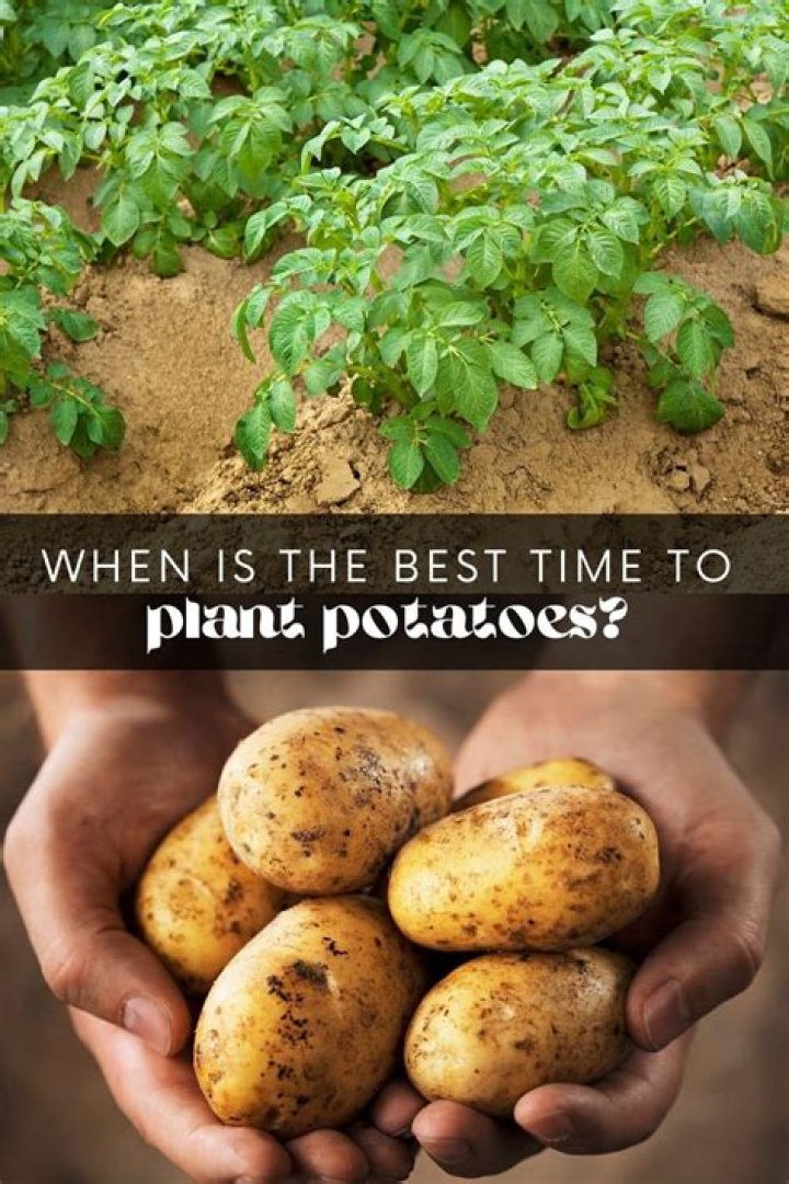 How many seeds does it take to grow potatoes