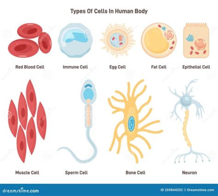 How many types of cell do we have based on complexity