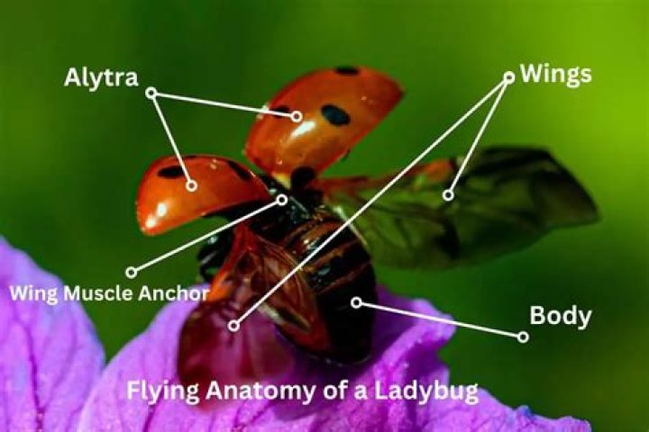 How many wings do ladybugs have