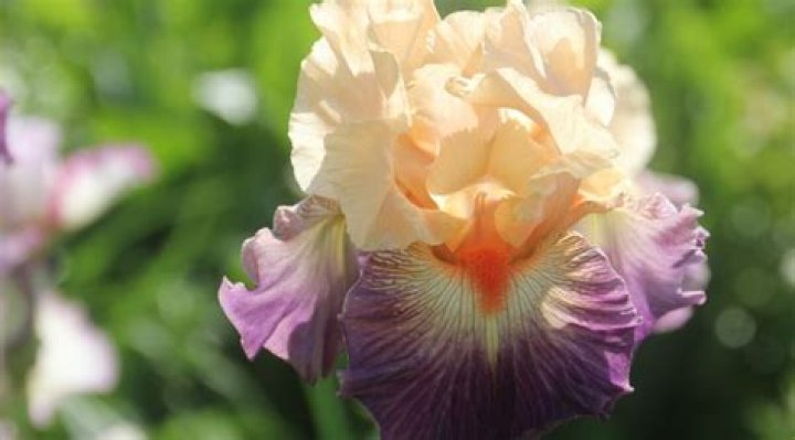 How much do Iris flowers cost