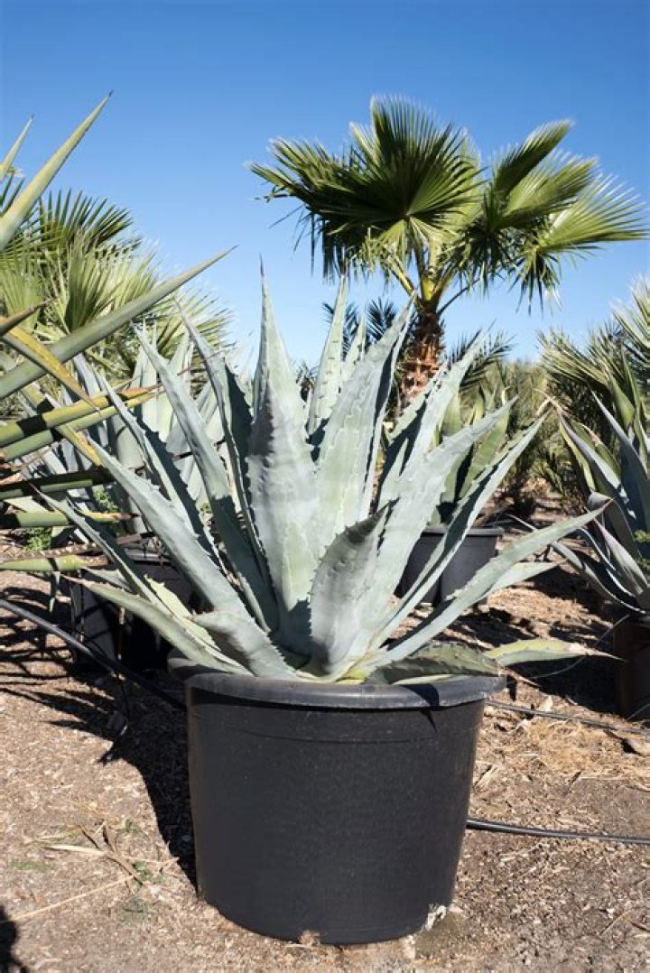 How much does agave cost