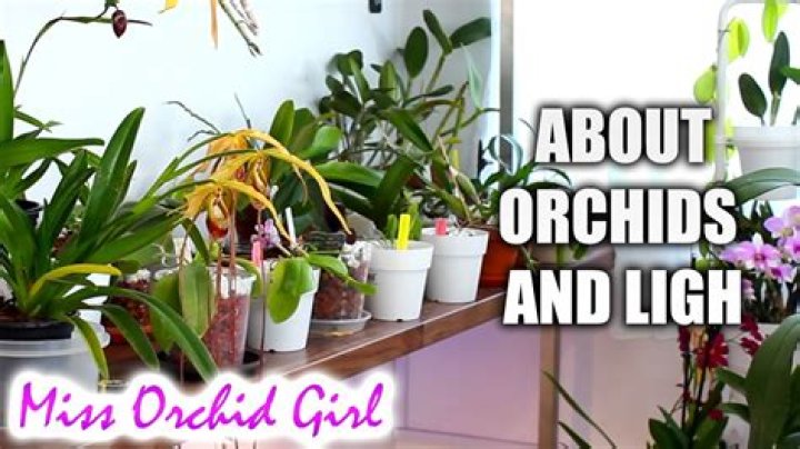 How much light do orchids need indoors