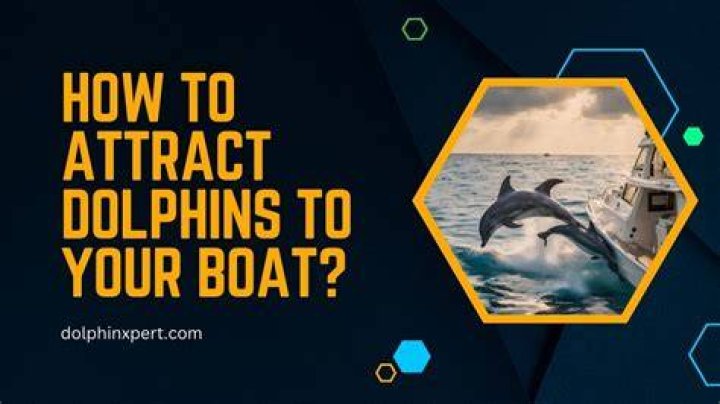 How To Attract Dolphins