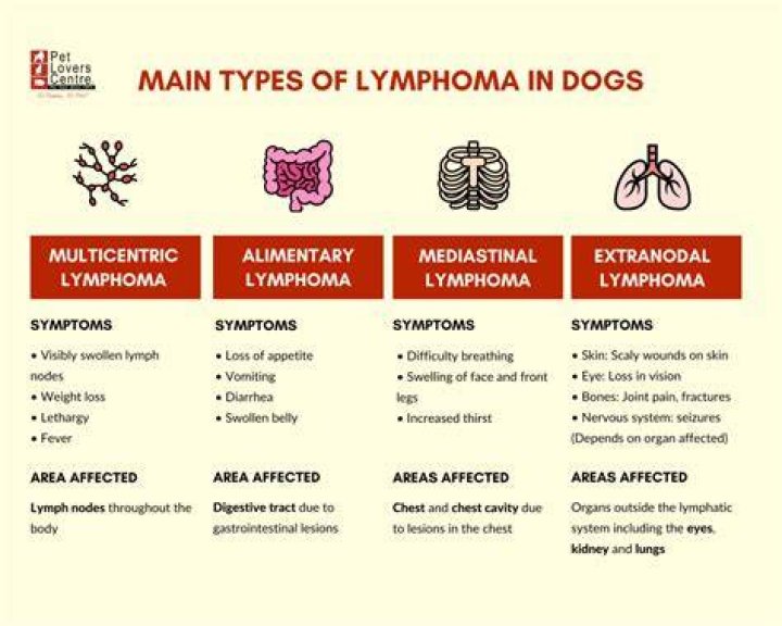 How To Keep A Dog With Lymphoma Comfortable