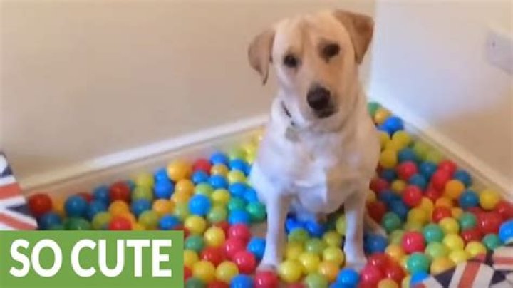 How To Make A Dog Ball Pit