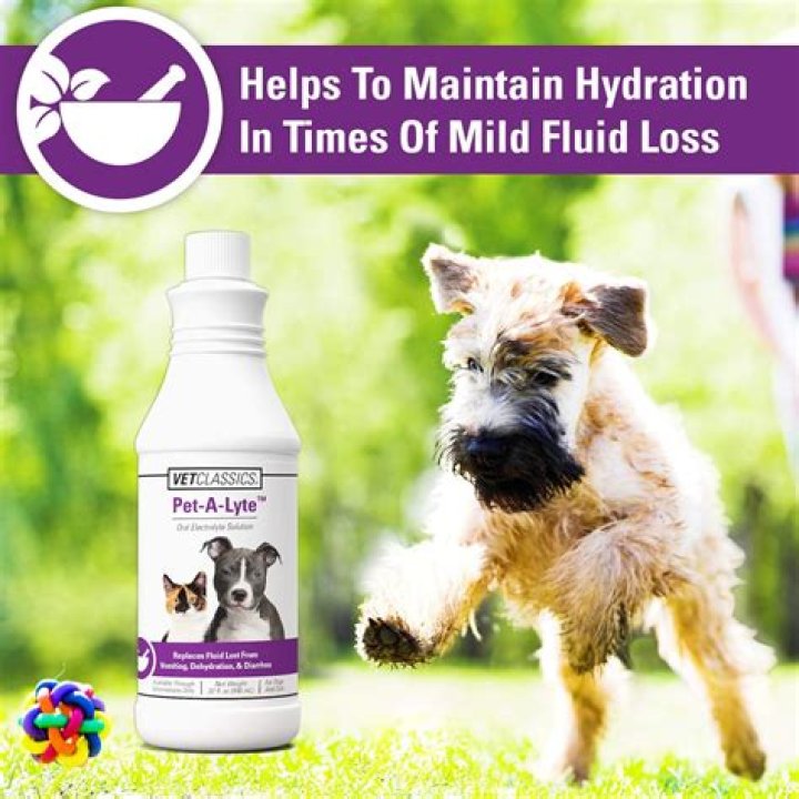 How To Make A Rehydration Solution For Dogs