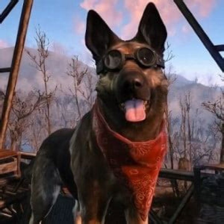 How To Make Your Dog Wear Clothes In Fallout 4
