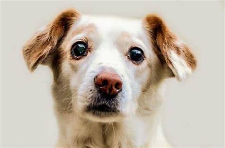 How To Say Train Dogs In French