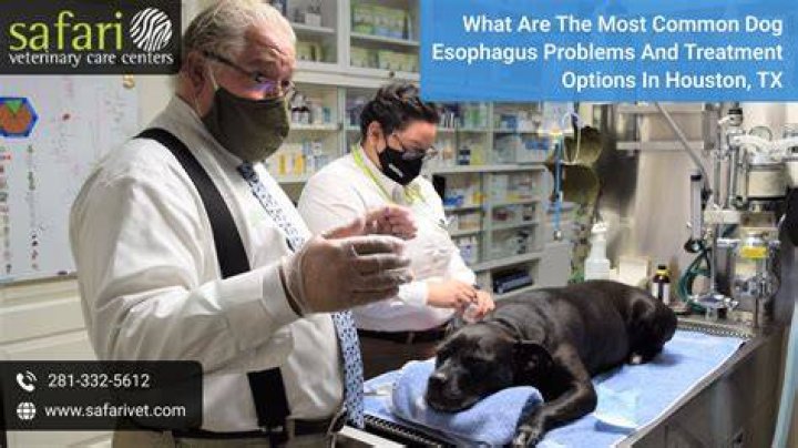 How To Stop Throat Spasms In Dogs