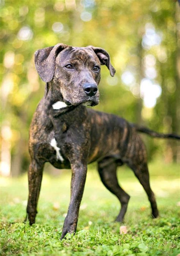 Is A Plott Hound A Good Family Dog