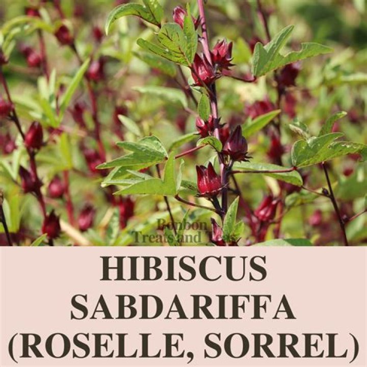 Is Bissap the same as hibiscus