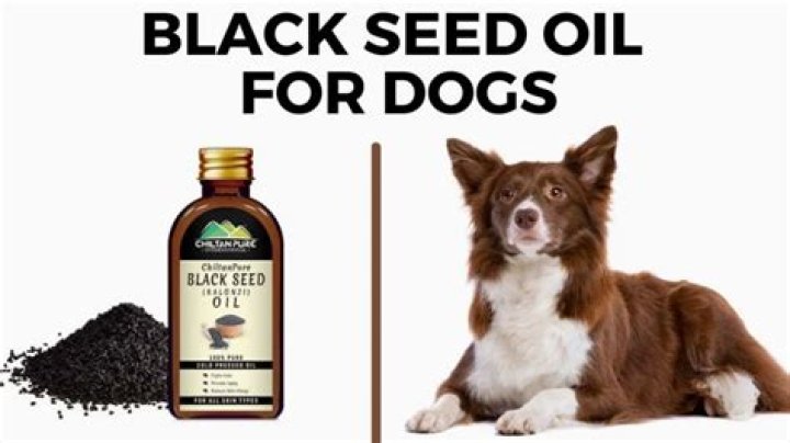 Is Black Cumin Seed Oil Safe For Dogs