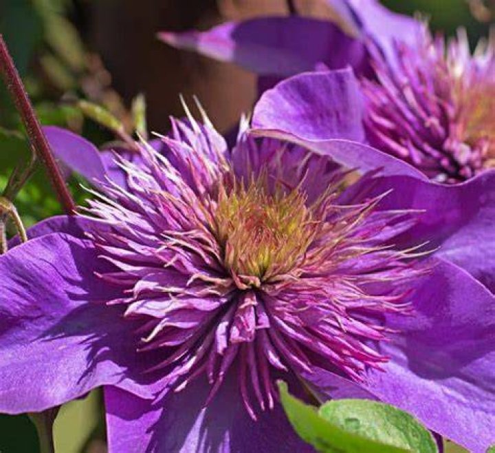 Is Clematis Safe For Dogs
