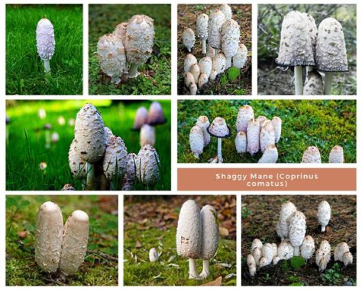 Is coprinus Comatus poisonous