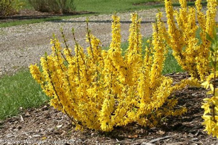 Is forsythia good for privacy