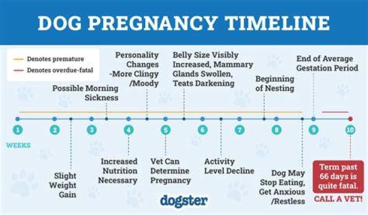 Is It Good To Bathe A Pregnant Dog