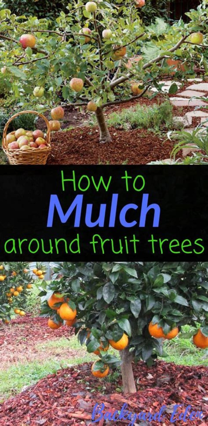 Is it OK to mulch around fruit trees