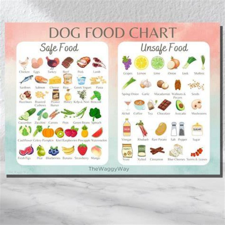 Is It Safe For Dogs To Eat Salad
