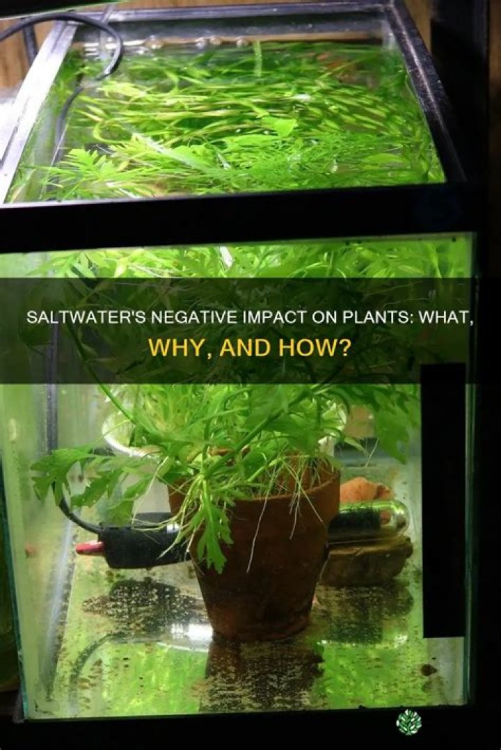 Is saltwater bad for plants