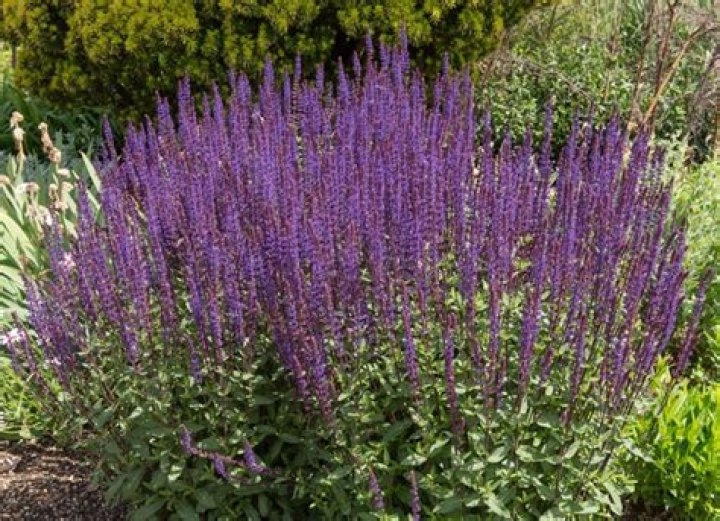Is Salvia nemorosa deer resistant
