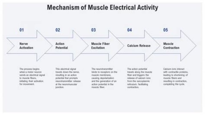 Is the process of recording the electrical activity of a muscle