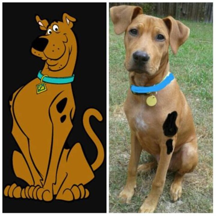 Is There A Dog That Looks Like Scooby Doo