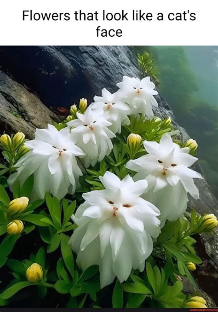 Is there a flower called Margarita