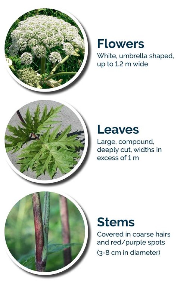 Is there hogweed in Nova Scotia