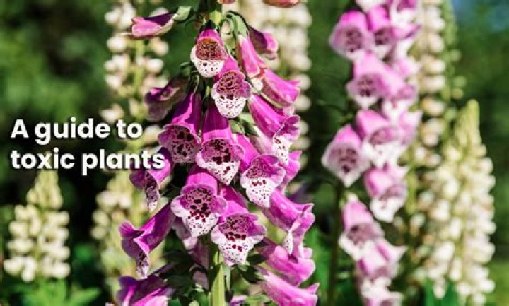 Is white clover poisonous to humans