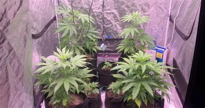 Question: 2X2x4 Grow Tent Setup How Many Plants