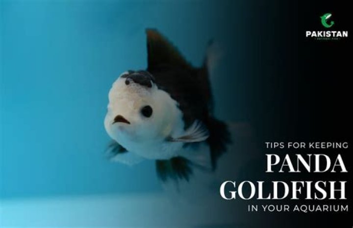 Question: Are Panda Moor A Fish