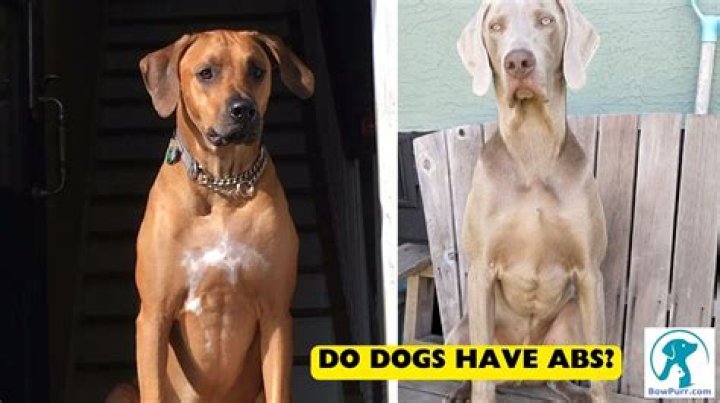 Question: Can Dogs Have Abs