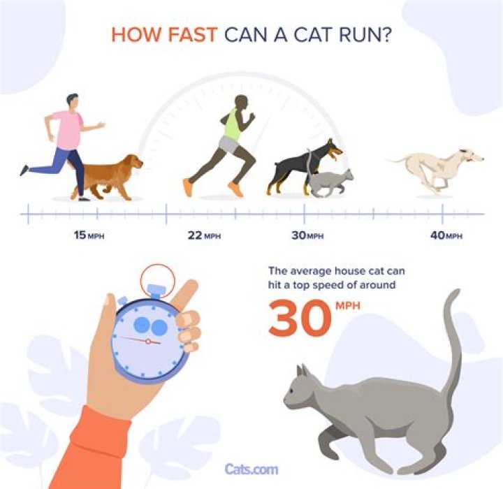 Question: Do Dogs Run Faster Than Cats