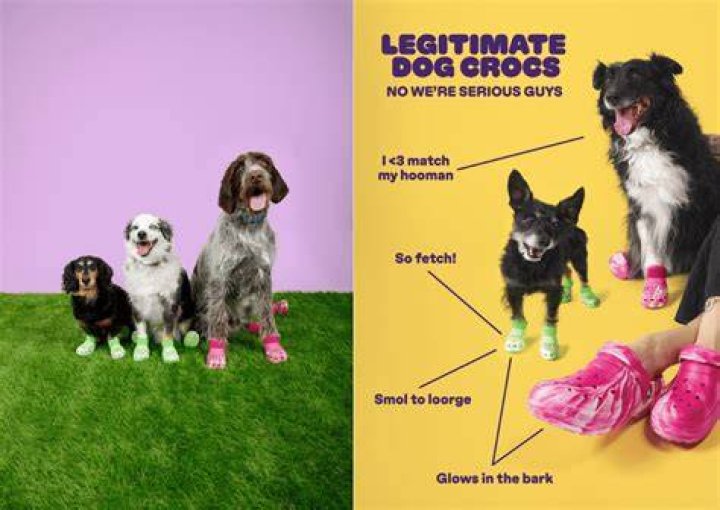 Question: Do They Make Crocs For Dogs