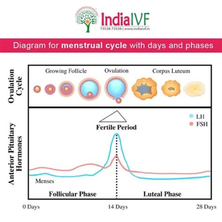 Question: Does Adderral Affect Menstrual Cycle