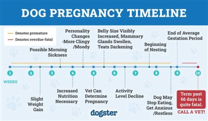 Question: How Long Does A Weenie Dog Stay Pregnant
