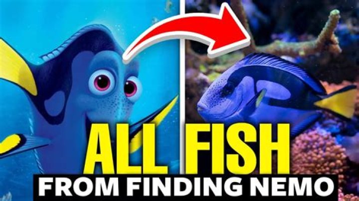 Question: How Long Is Nemo