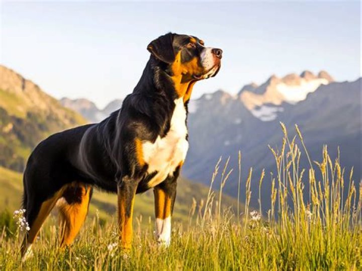Question: How To Use Stick On Greater Dog