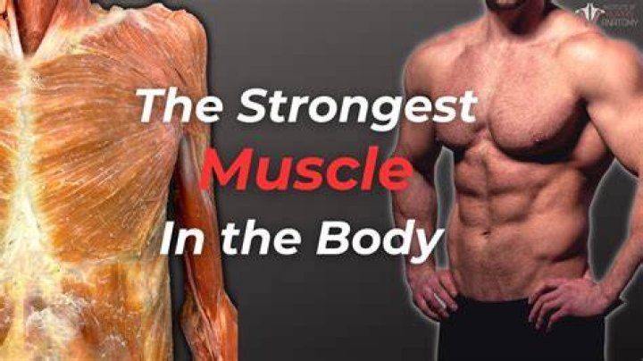 Question: What Are The Strongest Muscles In Your Body