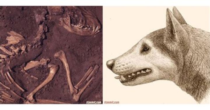 Question: What Did Dogs Look Like 1000 Years Ago