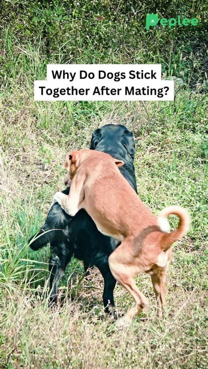 Question: Why Do Female Dogs Cry When Mating