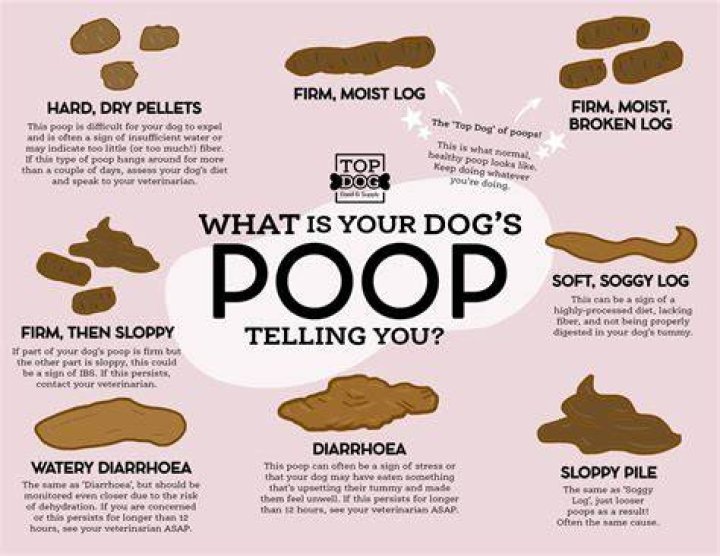 Question: Why Does My Period Blood Smell Like Dog Poop
