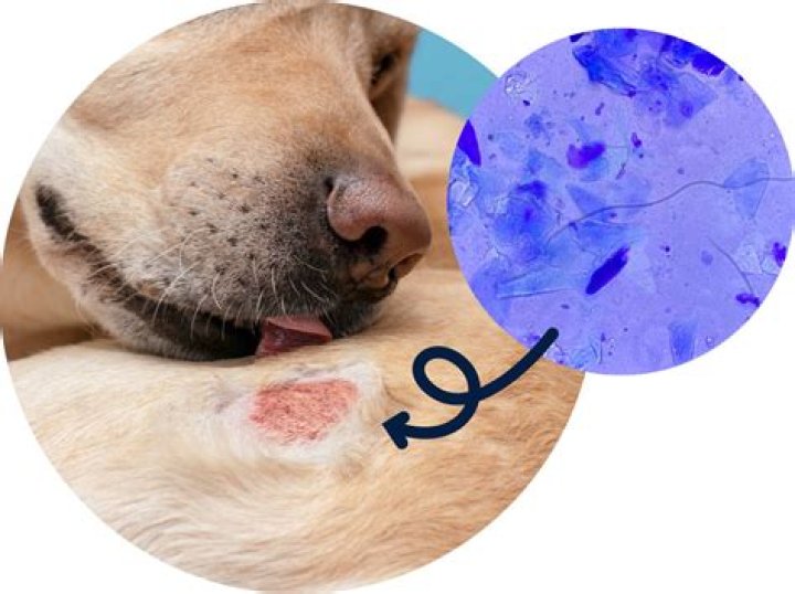 Question: Will Yogurt Help Dog With Yeast Infection