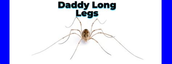 Quick Answer: Are Daddy Long Legs Poisonous To Dogs