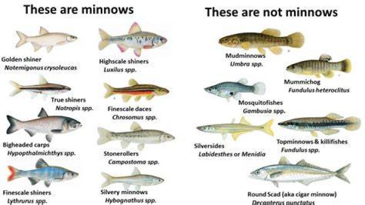 Quick Answer: Are Minnows Freshwater Fish