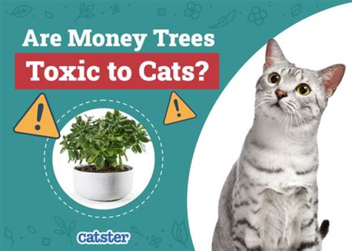 Quick Answer: Are Money Trees Toxic To Cats And Dogs