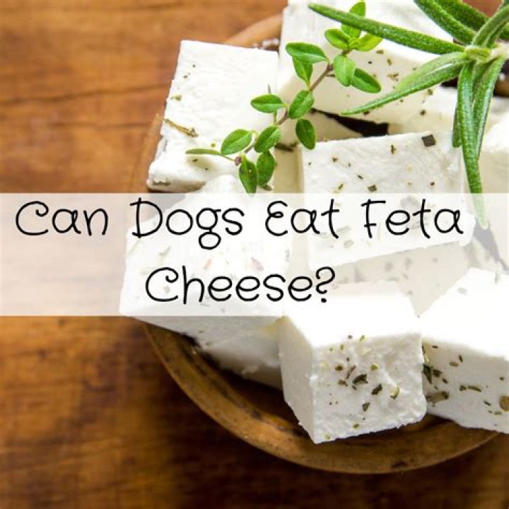 Quick Answer: Can Dogs Have Feta Cheese